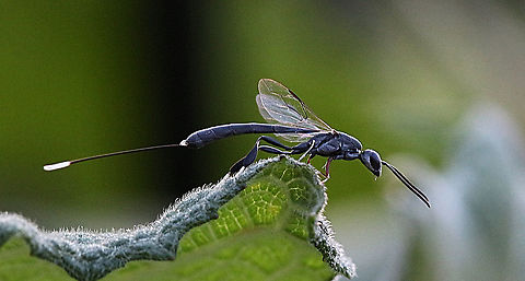 Gasteruption wasp - Gasteruption fluviale Identified by I Naturalist. Australia,Eamw wasps,Fall,Gasteruption fluviale,Geotagged
