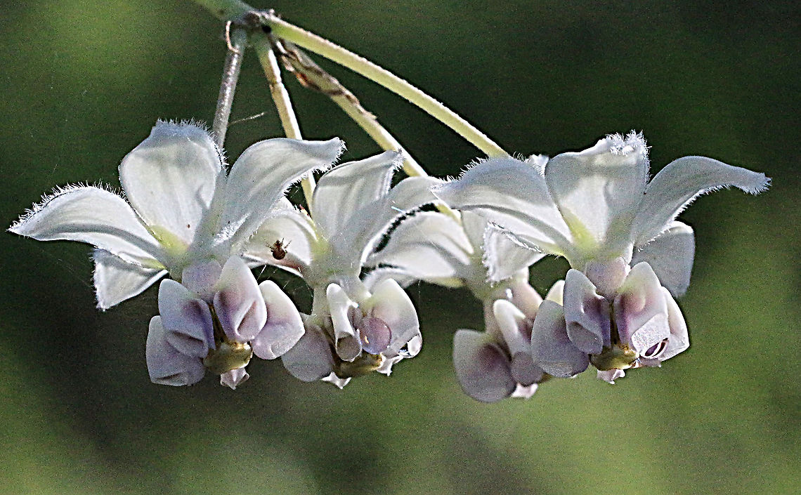 Flower of milkweed plant Comphocarpus fruticosus  Australia,Eamw flora,Geotagged,Gomphocarpus fruticosus,Spring