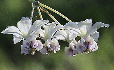 Flower of milkweed plant Comphocarpus fruticosus  Australia,Eamw flora,Geotagged,Gomphocarpus fruticosus,Spring