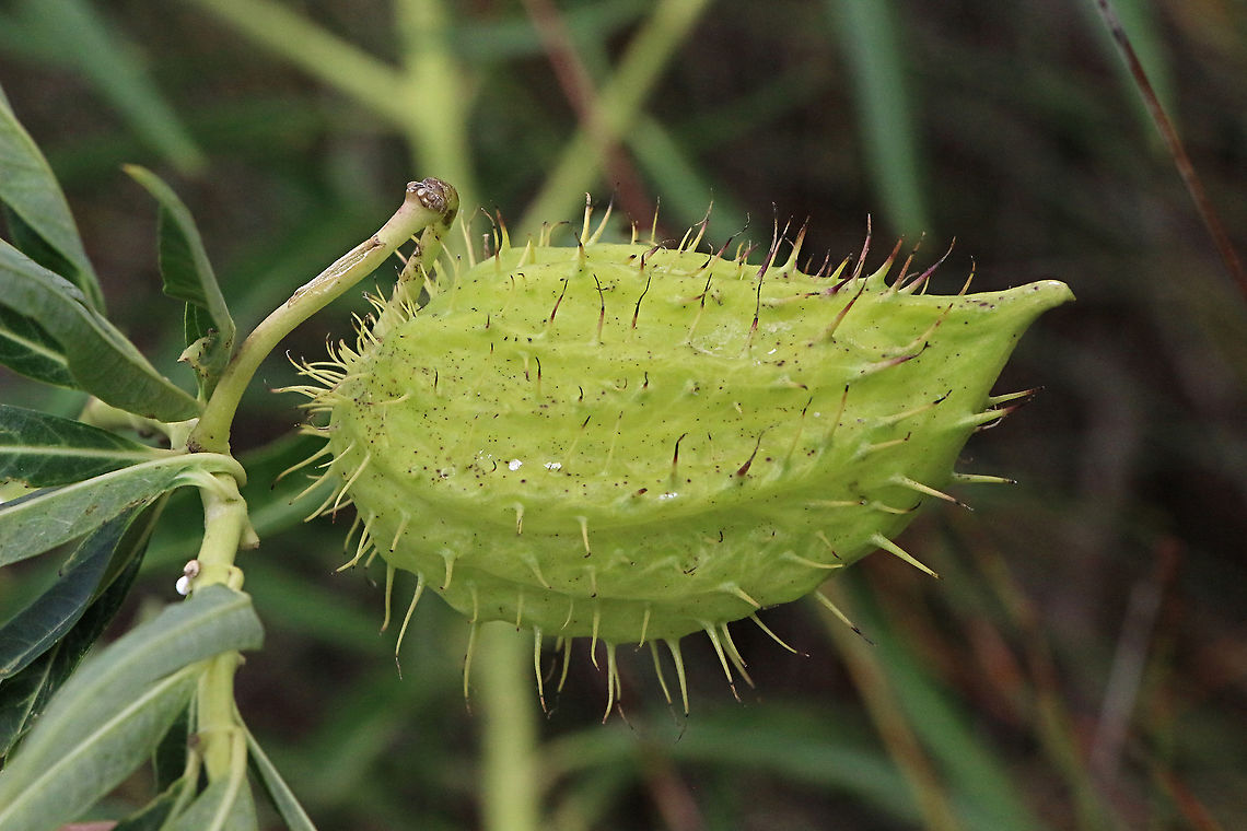 Milkweed- Gomphocarpus fruticosus The milkweed plant is called in Australia swan plant as the fruit capsule resembles a swan with a skinny neck. Australia,Eamw flora,Geotagged,Gomphocarpus fruticosus,Summer
