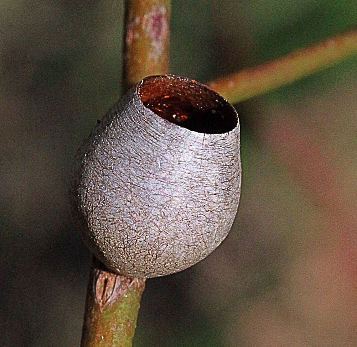 Cocoon cup of unidentified cup moth species  Australia,Eamw moth,Geotagged,Karana Downs Qld,unidentified