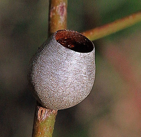 Cocoon cup of unidentified cup moth species  Australia,Eamw moth,Geotagged,Karana Downs Qld,unidentified