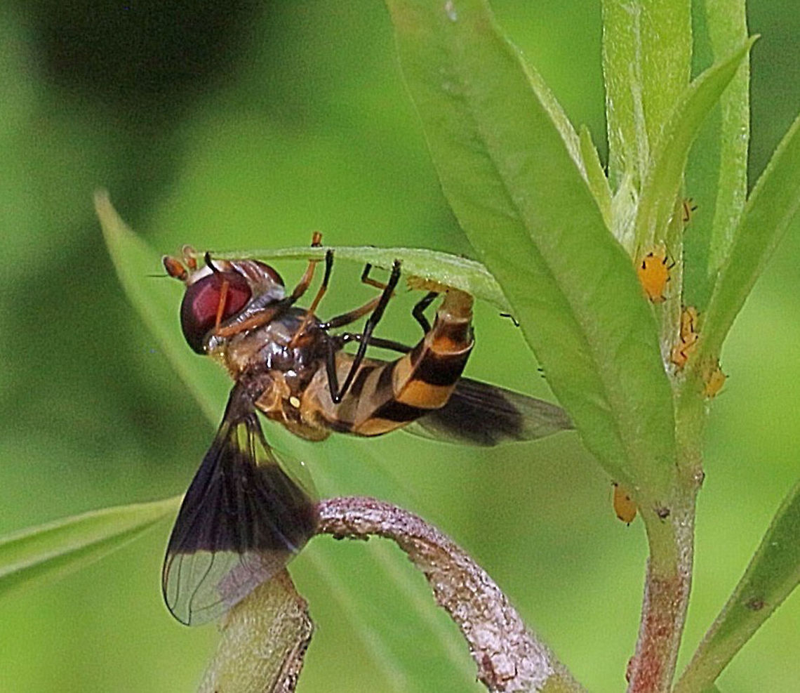 Unidentified Hoover fly laying its eggs  amongst a aphid infested milkweed plant  Australia,Eamw flies,Eamw hover fly