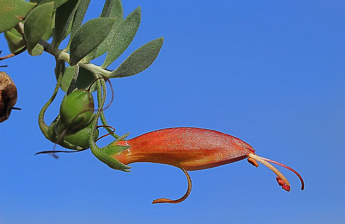 Harlequin fuchsia bush - Eremophila duttonii  Australia,Eamw flora,Eremophila  duttonii,Eremophila duttonii,Geotagged,Summer