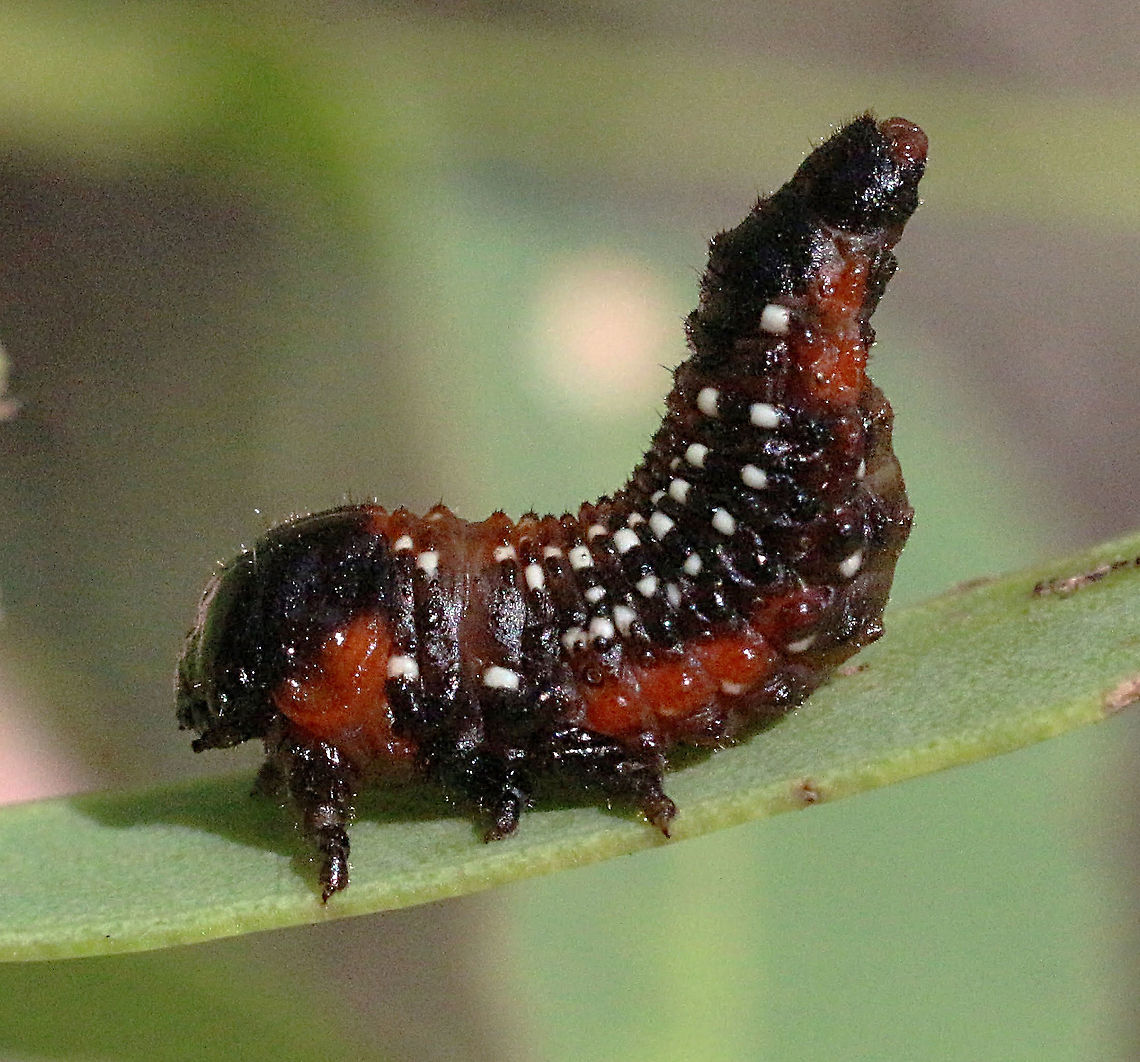 Larvae of leaf beetle Paropsis variolosa  Australia,Eamw beetles,Geotagged,Karana Downs Qld,Paropsis variolosa,Spring
