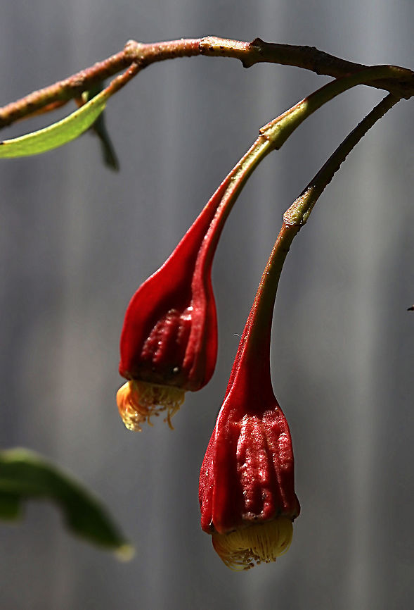 Fuschia gum- Eucalyptus forrestiana Many times used as a ornamental tree. Australia,Eamw eucalyptus,Eamw flora,Eucalyptus forrestiana,Fuschia gum,Geotagged,Summer