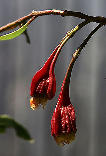 Fuschia gum- Eucalyptus forrestiana Many times used as a ornamental tree. Australia,Eamw eucalyptus,Eamw flora,Eucalyptus forrestiana,Fuschia gum,Geotagged,Summer