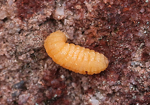 Unidentified potters wasp larvae Removed from a damaged clay capsule  Australia,Eamw wasps,Fall,Geotagged