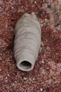 Clay capsule from a unidentified potters wasp There were a total of 12 clay capsuals build between boxes on a shelf in a garage. Some capsuals got broken accidentally whilst moving the boxes. The capsule resembles a ancient urn. Australia,Eamw wasps,Fall,Geotagged