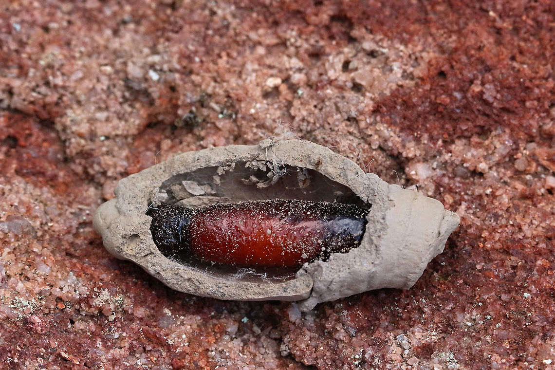 Unidentified potters wasp pupae  Australia,Eamw wasps,Fall,Geotagged