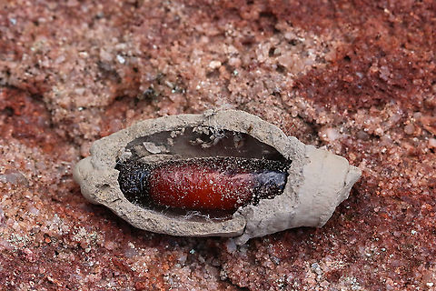 Unidentified potters wasp pupae  Australia,Eamw wasps,Fall,Geotagged