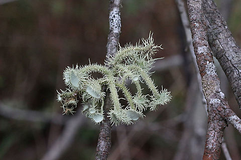 Foliose lichen - Usnea scabrida Growing on dead silver wattle  Australia,Eamw lichen,Geotagged,Spring,Usnea scabrida
