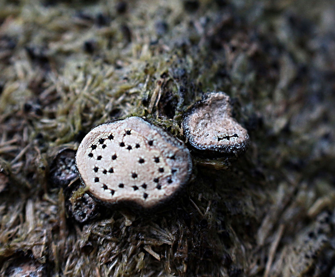 Small Dung Button - Poronia erici Growing on kangaroo dung. Australia,Eamw fungi,Geotagged,Poronia erici,Small Dung Button,Winter