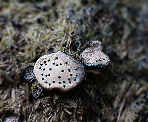 Small Dung Button - Poronia erici Growing on kangaroo dung. Australia,Eamw fungi,Geotagged,Poronia erici,Small Dung Button,Winter
