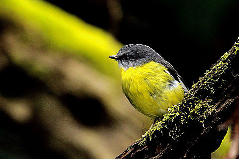 Eastern Yellow Robin - Eopsaltria australis It has a habit and that is ,it will follow you wherever you go.It is almost like posing to be photographed. Australia,Eamw,Eastern Yellow Robin,Eopsaltria australis,Geotagged