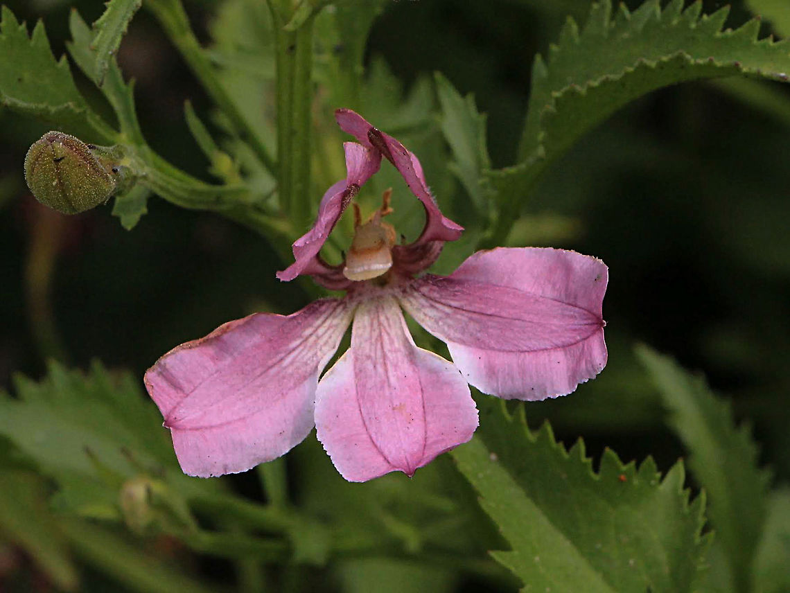 Goodenia macmillanii  Australia,Geotagged,Goodenia macmillanii,Summer