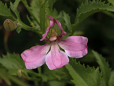 Goodenia macmillanii  Australia,Geotagged,Goodenia macmillanii,Summer