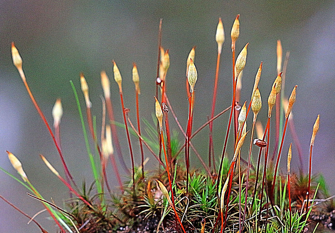 Unidentified species of moss in flower.  Australia,Eamw flora,Geotagged,Winter