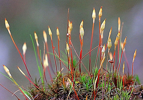 Unidentified species of moss in flower.  Australia,Eamw flora,Geotagged,Winter