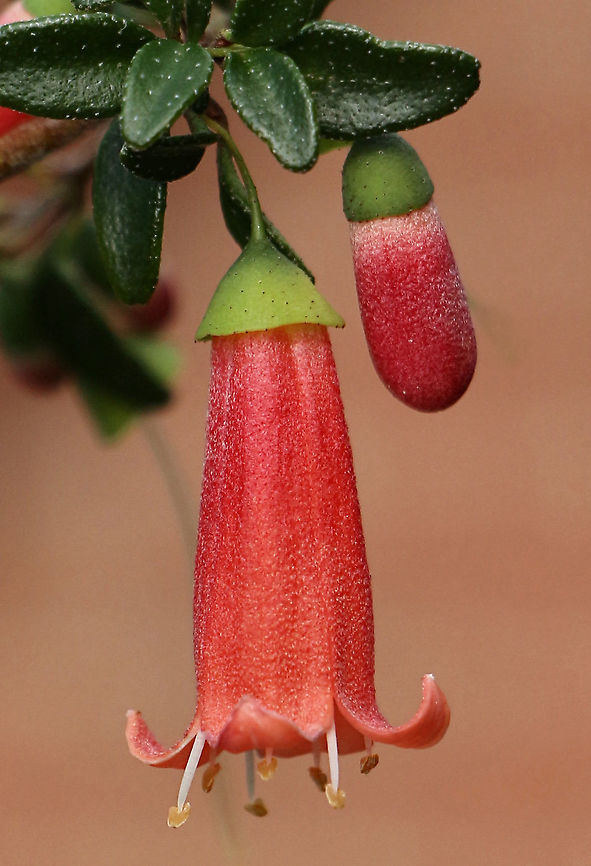 Salmon Correa - Correa pulchella Flowering in southern Australia late autumn ,winter and spring. Australia,Correa pulchella,Eamw flora,Fall,Geotagged