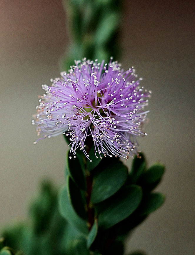 Melaleuca barlowii Endemic to Western Australia but used as ornamental plantings in other states. Australia,Eamw flora,Fall,Geotagged,Melaleuca barlowii