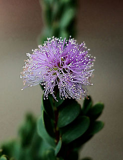 Melaleuca barlowii Endemic to Western Australia but used as ornamental plantings in other states. Australia,Eamw flora,Fall,Geotagged,Melaleuca barlowii