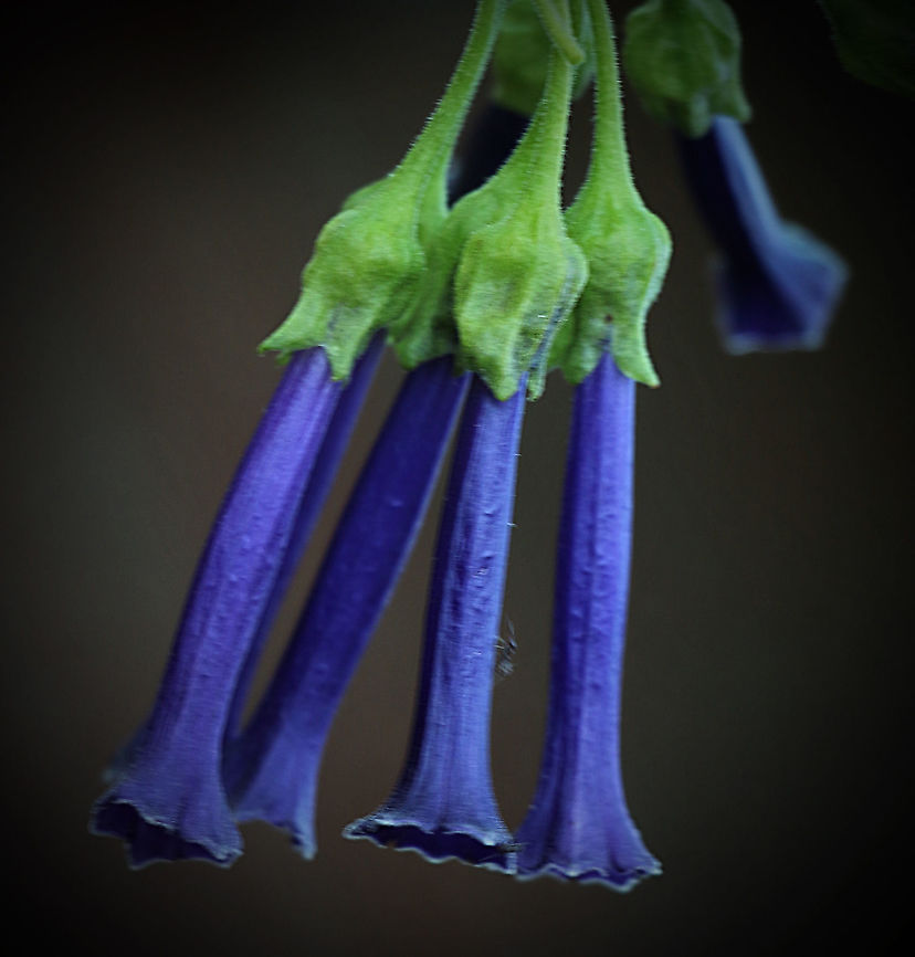 Iochroma cyaneum Family - Solanaceae <br />
Origin- South America <br />
There are several colour variants through natural hybridisation and also being cultivated for the plant nursery trade. Australia,Eamw flora,Fall,Geotagged,Iochroma cyaneum,Violet Churcu