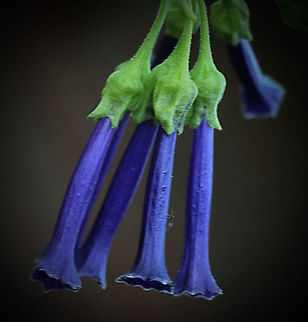 Iochroma cyaneum Family - Solanaceae 
Origin- South America 
There are several colour variants through natural hybridisation and also being cultivated for the plant nursery trade. Australia,Eamw flora,Fall,Geotagged,Iochroma cyaneum,Violet Churcu