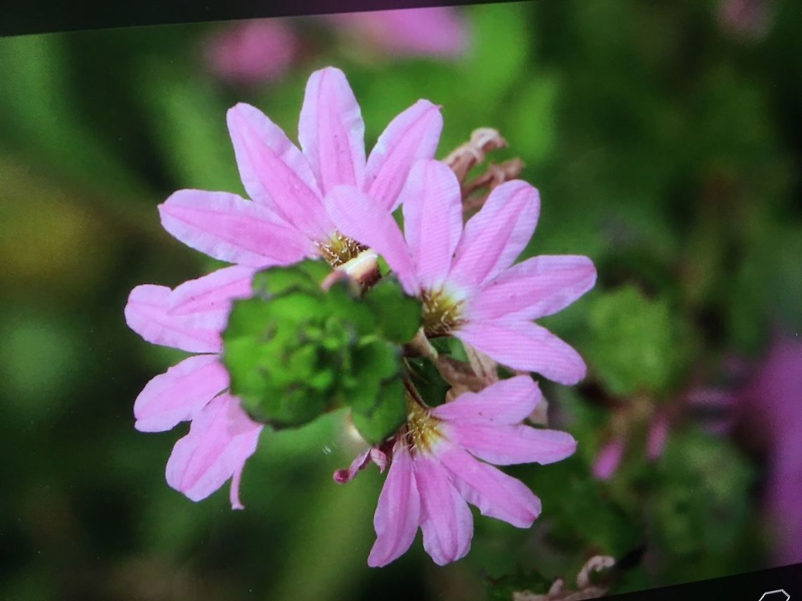 Fan- flower - Scaevola aemula  Australia,Eamw flora,Fairy Fan-flower,Fall,Geotagged,Scaevola aemula