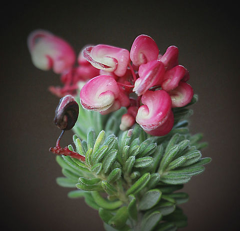 Rosemari grevillea.   ( cultivar)  Australia,Fall,Geotagged,Grevillea rosmarinifolia