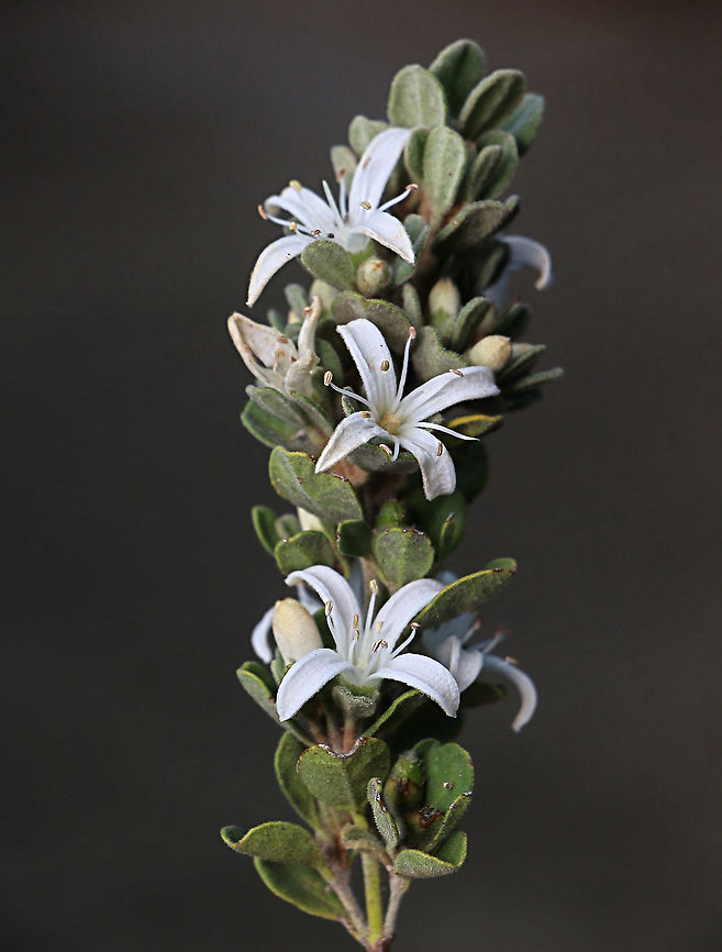 White correa, Australia  Australia,Correa alba,Eamw flora,Fall,Geotagged,White correa