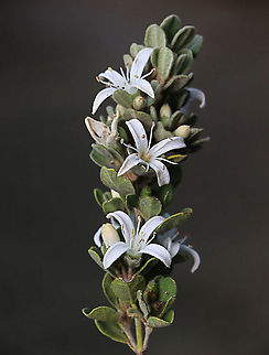 White correa, Australia Australia,Correa alba,Eamw flora,Fall,Geotagged,White correa