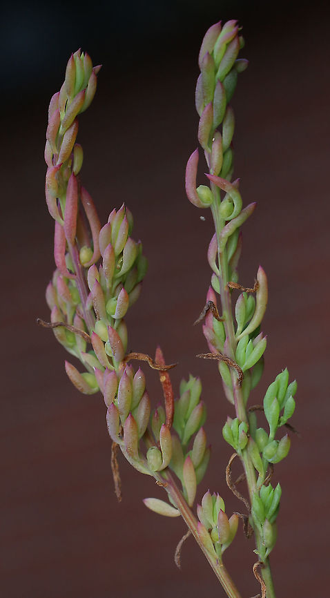Ruby saltbush - Enchylaena tomentosa  Australia,Barrier saltbush,Eamw flora,Enchylaena tomentosa,Fall,Geotagged