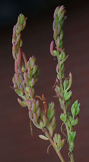 Ruby saltbush - Enchylaena tomentosa  Australia,Barrier saltbush,Eamw flora,Enchylaena tomentosa,Fall,Geotagged