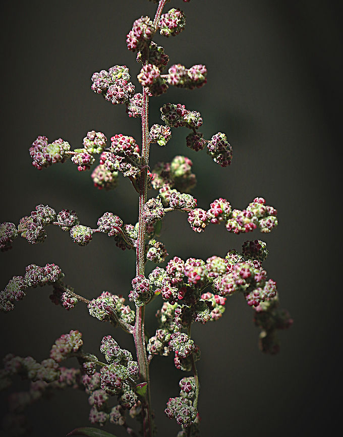 Creeping saltbush - Rhagodia spinescens  Australia,Eamw flora,Fall,Geotagged,Hedge Salt-Bush,Rhagodia spinescens