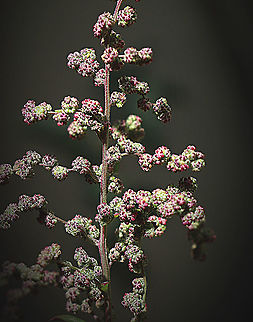 Creeping saltbush - Rhagodia spinescens  Australia,Eamw flora,Fall,Geotagged,Hedge Salt-Bush,Rhagodia spinescens