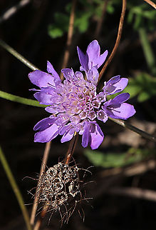 Field Scabious - Knautia arvensis An introduced species to Australia and now self sowing. It is not concidered as a pest species as its impact on the environment would be very minimal.  Australia,Eamw flora,Fall,Field Scabious,Geotagged,Knautia arvensis
