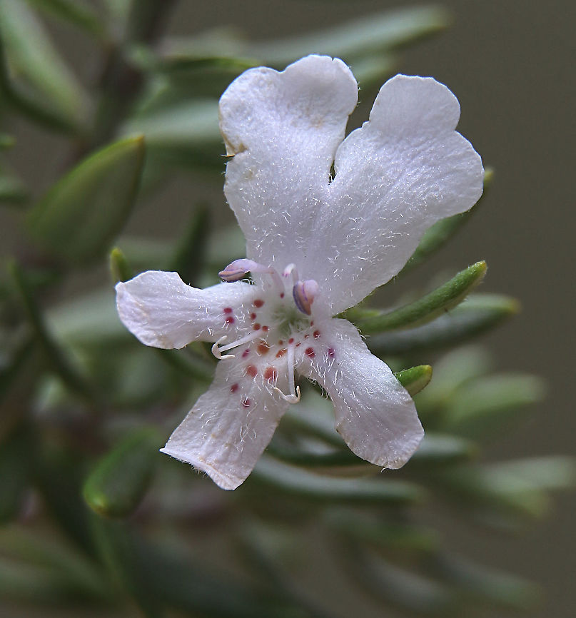 Coastal westringia - Westringia fruticosa  Coastal Rosemary,Eamw flora,Westringia fruticosa