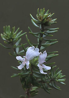 Coastal rosemary - Westringia fruticosa This plant is frequently used as a ornamental plant in parks or private gardens Coastal Rosemary,Eamw flora,Fall,Geotagged,Westringia fruticosa