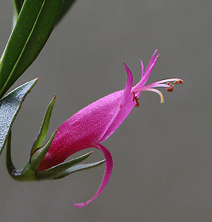 Unidentified species of Emu bush - Genus  Eremophila There are more then 200 species of this genus and most are endemic to Western Australia. It is also a common genus found in the plant nursery trade. Australia,Eamw flora,Fall,Geotagged