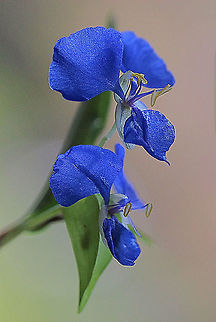 Scurvy weed - Commelina cyanea  Australia,Commelina cyanea,Eamw,Geotagged,Scurvy weed