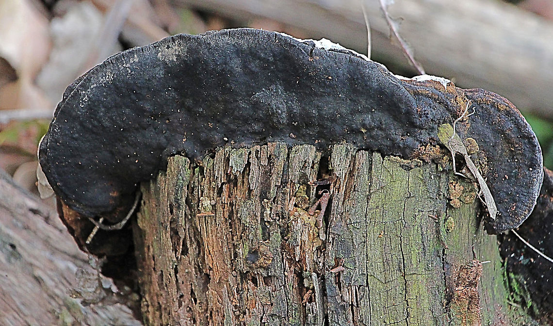 Possibly a species of Fomitipora I have no idea. The old fence post had a diameter ot approx 30 Cm .  Australia,Eamw fungi,Fall,Geotagged
