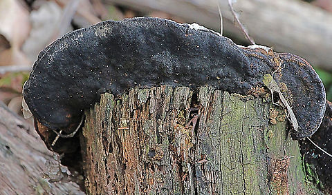 Possibly a species of Fomitipora I have no idea. The old fence post had a diameter ot approx 30 Cm .  Australia,Eamw fungi,Fall,Geotagged
