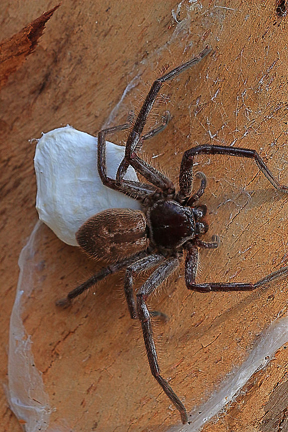 Sydney huntsman spider - Holconia immanis, Eamw spiders huntsman Female guarding her egg sack. Found under bark . Eventually she moved under a new pice of bark with her egg sack. Australia,Eamw spiders,Geotagged,Holconia immanis