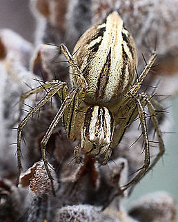 Lynx spider - Oxyopes elegans  Australia,Eamw spiders,Geotagged,Oxyopes elegans,Spring