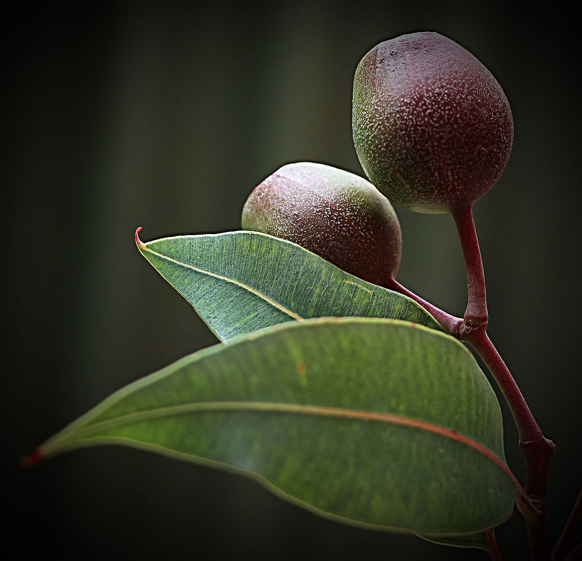 Red flowering gum - Corymbia vicifolia Seed pods after flowering. Will still take 5 or 6 month for seed to ripen Australia,Corymbia ficifolia,Eamw eucalyptus,Eamw flora,Fall,Geotagged,Red flowering gum