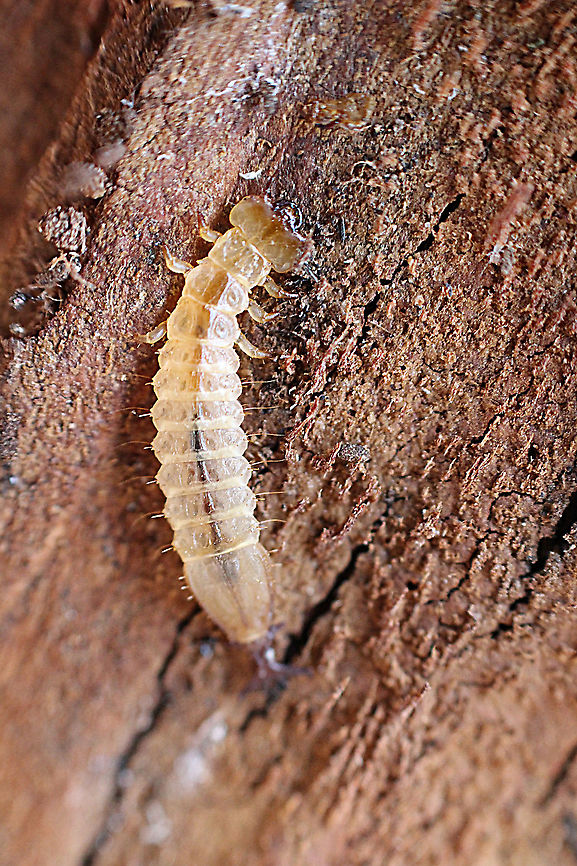Unidentified invertebrate under bark of a eucalyptus tree  Australia,Eamw invertebrates,Geotagged,Summer