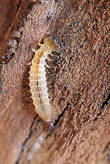 Unidentified invertebrate under bark of a eucalyptus tree  Australia,Eamw invertebrates,Geotagged,Summer