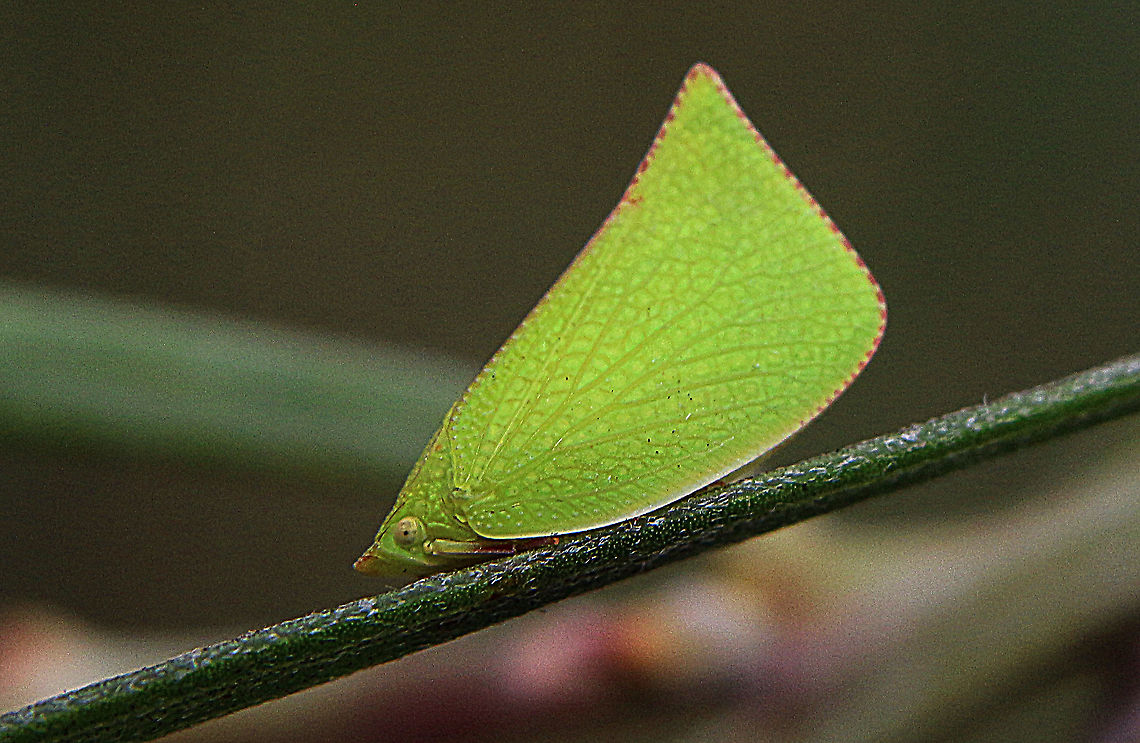 Torpedo Bug - Siphanta acuta  Australia,Eamw leafhoppers,Geotagged,Siphanta acuta,Summer,Torpedo bug