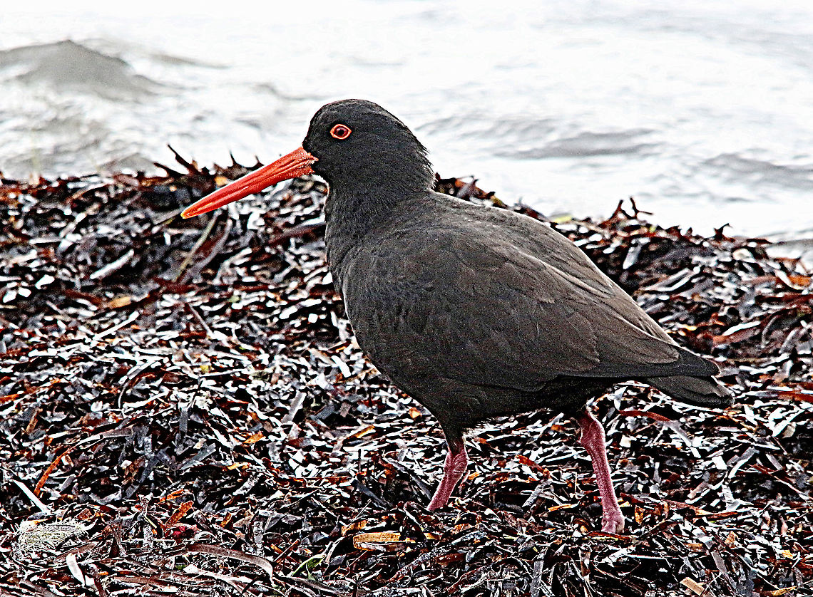 Sooty oyestercatcher - Haematopus fuliginosus  Australia,Eamw birds,Fall,Geotagged,Haematopus fuliginosus,Sooty oystercatcher